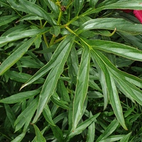 Paeonia tenuifolia 'Merry Mayshine'